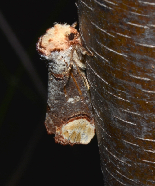 Notodontidae: Phalera bucephala